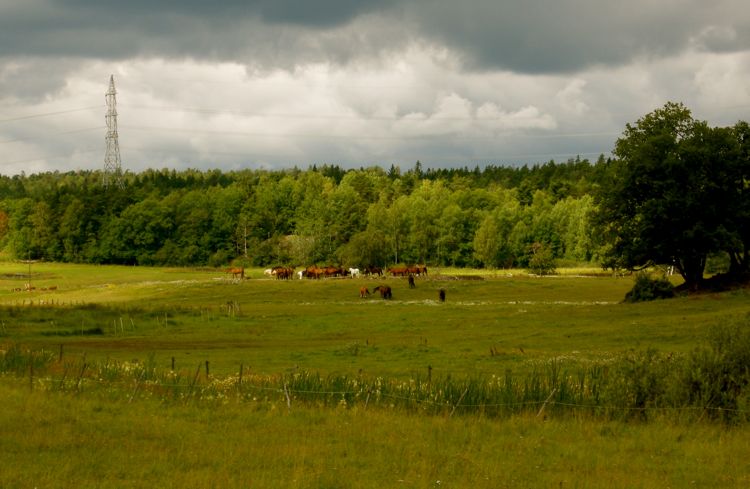 Sweden - countryside south of Stockholm