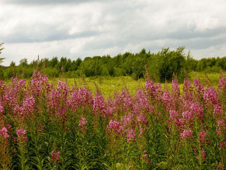 Latvia - countryside in the Gaujas national park