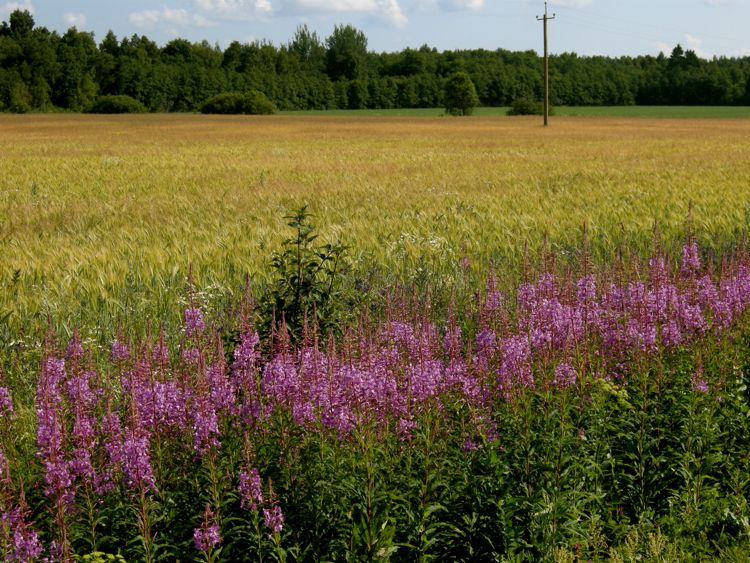 Estonia - western region