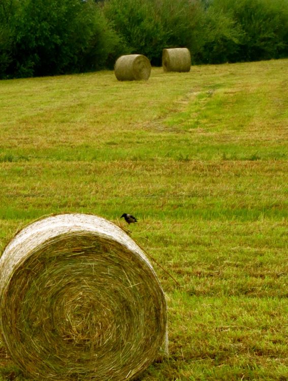 south-western contryside