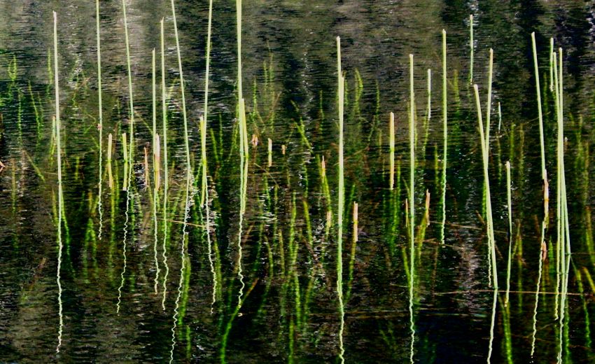 patagonia - lake district (2007)