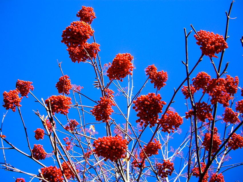 patagonia - san martin de los andes (2007)