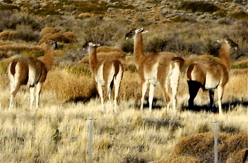 patagonia - lake district (2007)