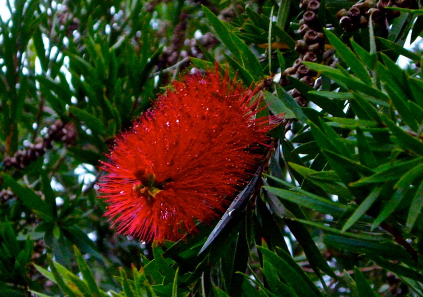 sydney - botanic garden