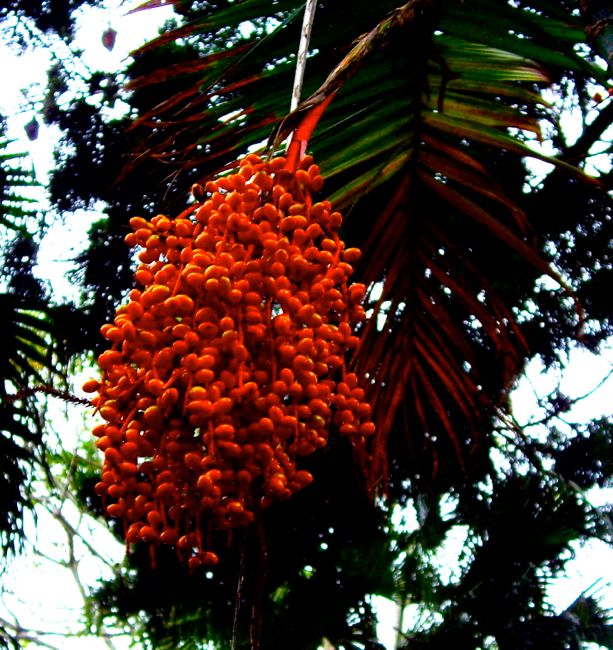 sydney - botanic garden