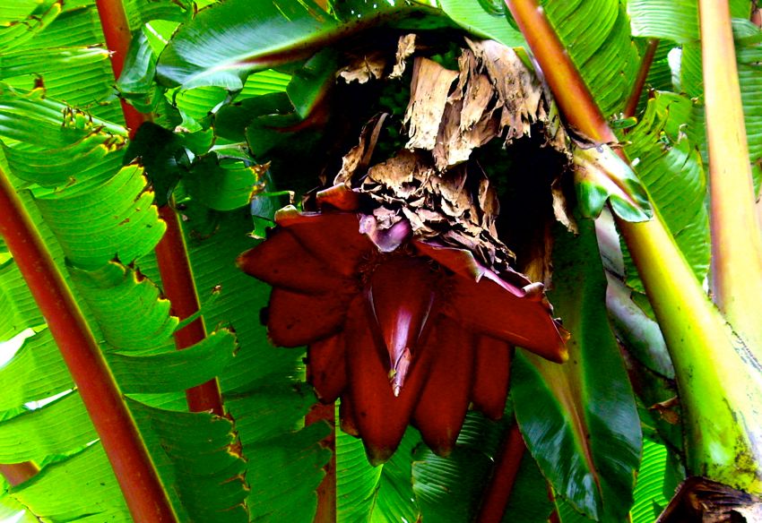 sydney - botanic garden