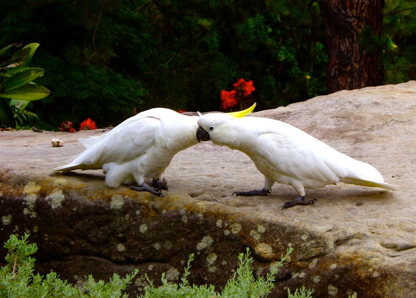 sydney - birds in botanic garden