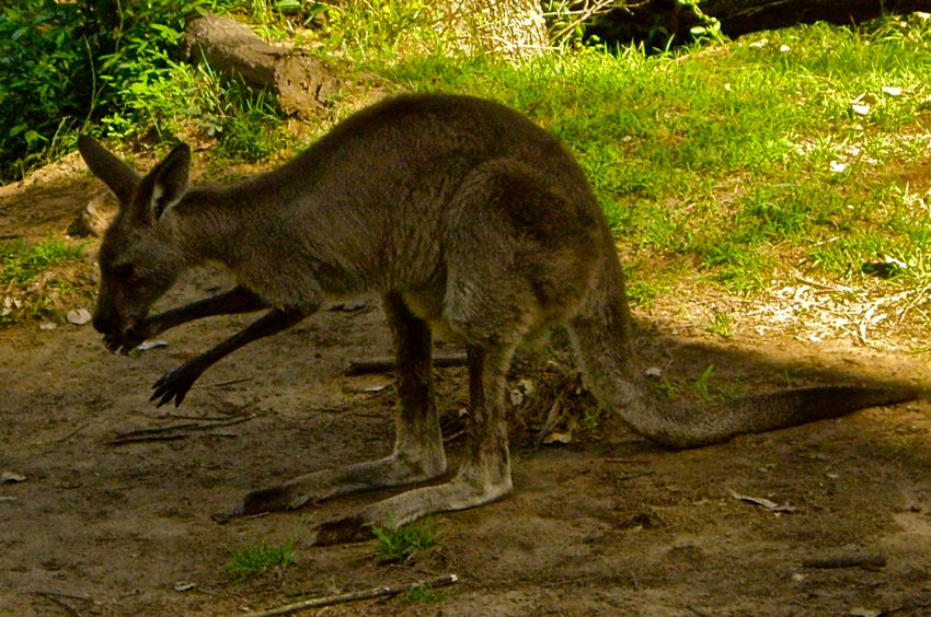 blue mountains - kangaroo