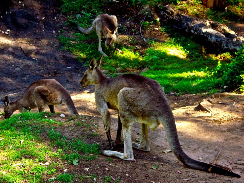 blue mountains - kangaroos