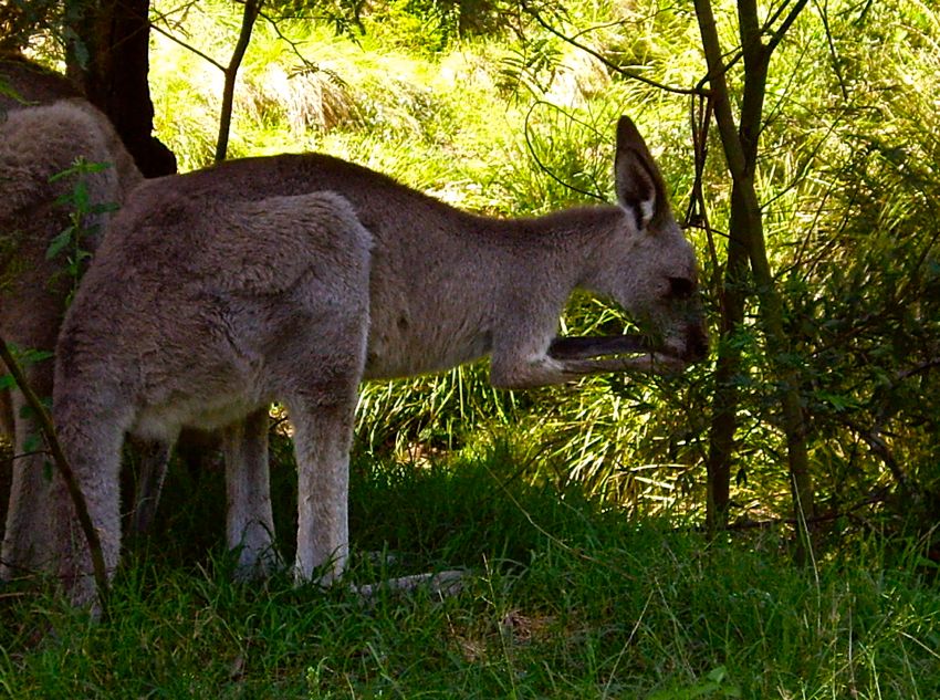 blue mountains - kangaroo