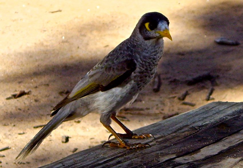 bird in blue mountains