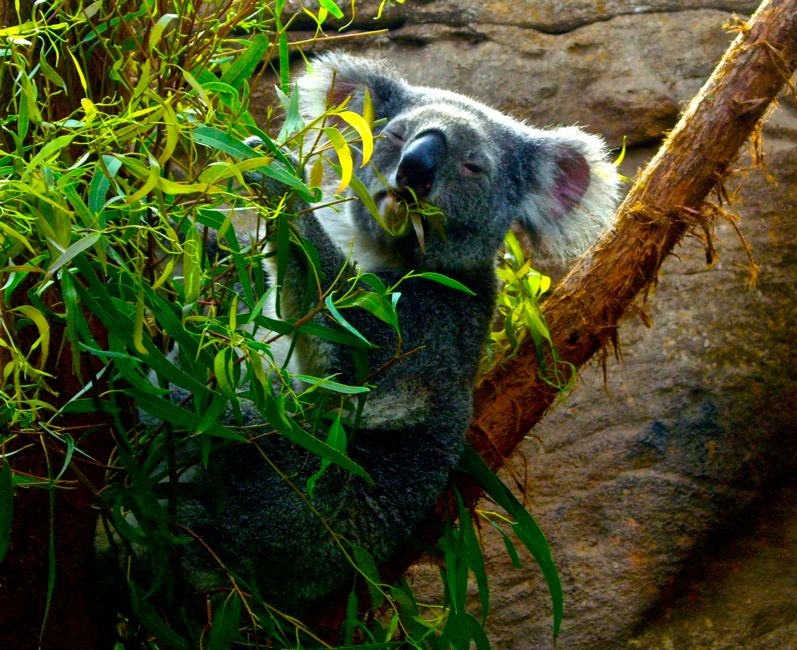 sydney wildlife world - koala