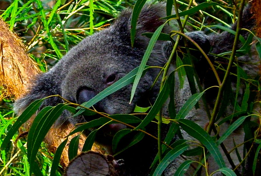 sydney wildlife world - koala
