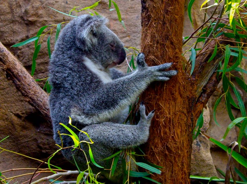 sydney wildlife world - koala