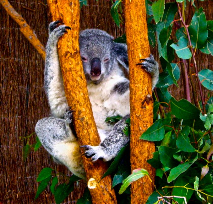 sydney wildlife world - koala
