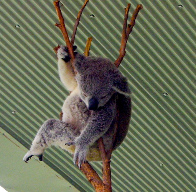 sydney wildlife world - baby koala
