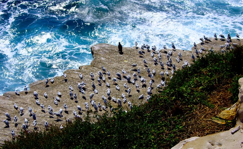 sydney - bondi beach