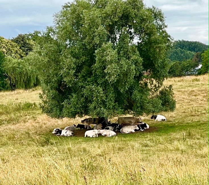 flanders countryside