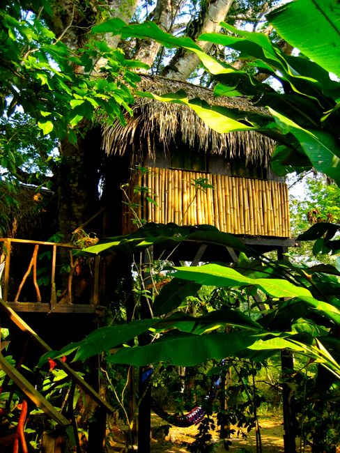forest near san ignacio - tree house