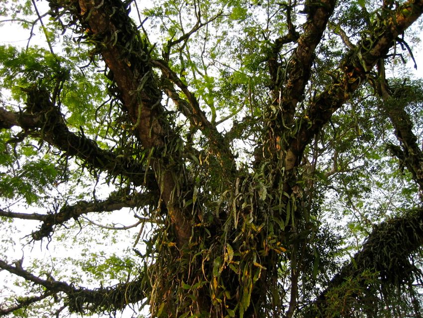 forest near san ignacio