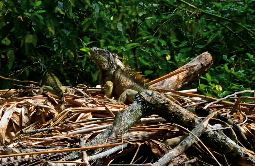 forest near san ignacio