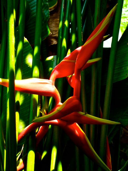 forest near san ignacio