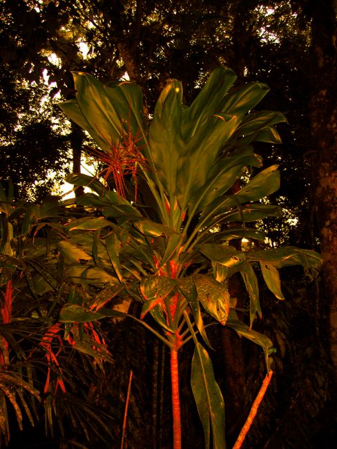 around rio de janeiro - tijuca forest