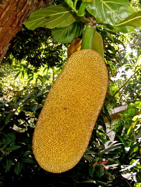 around rio de janeiro - tijuca forest