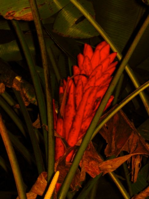 around rio de janeiro - tijuca forest