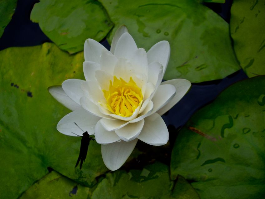 lotus in countryside