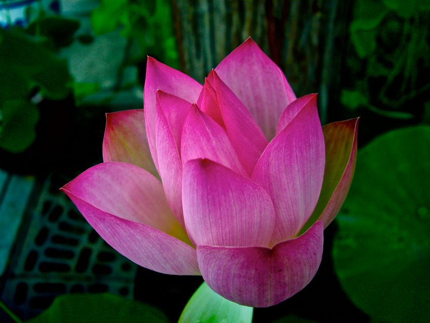 beijing - lotus in garden
