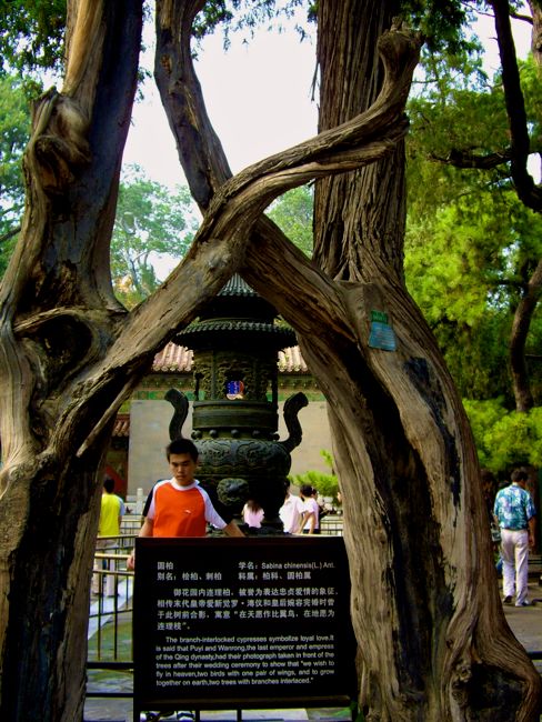 beijing - forbidden city