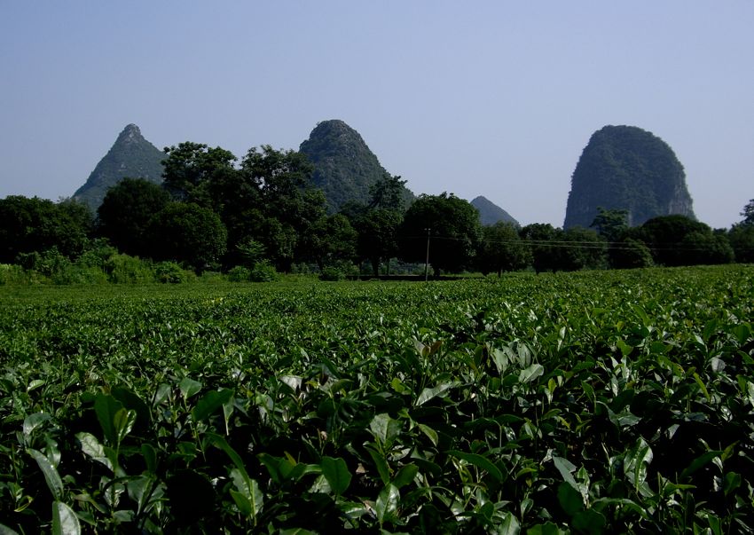 guilin - tea plantation