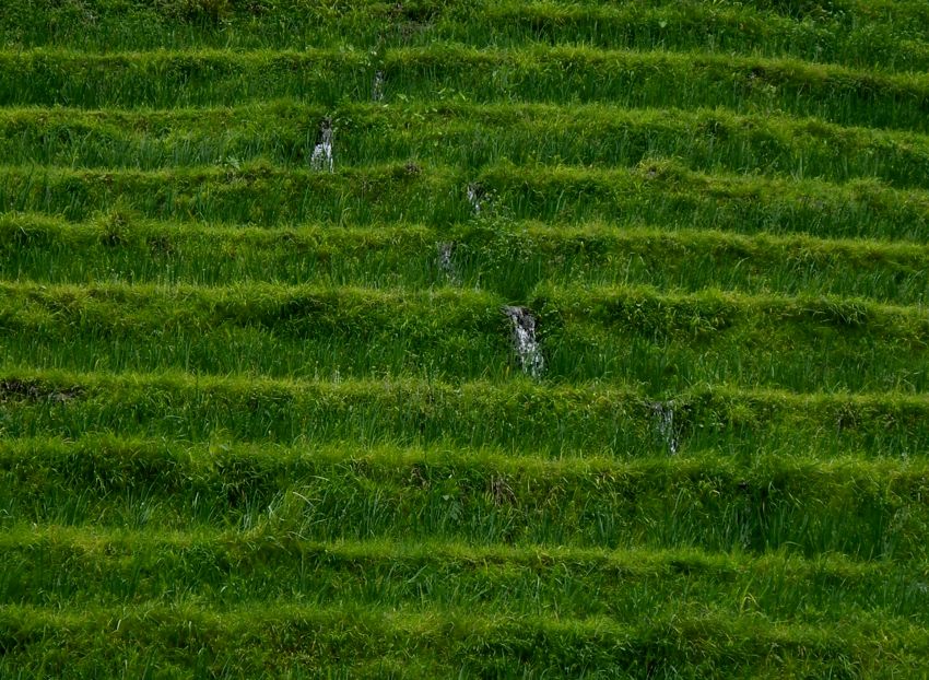 longji rice terraces