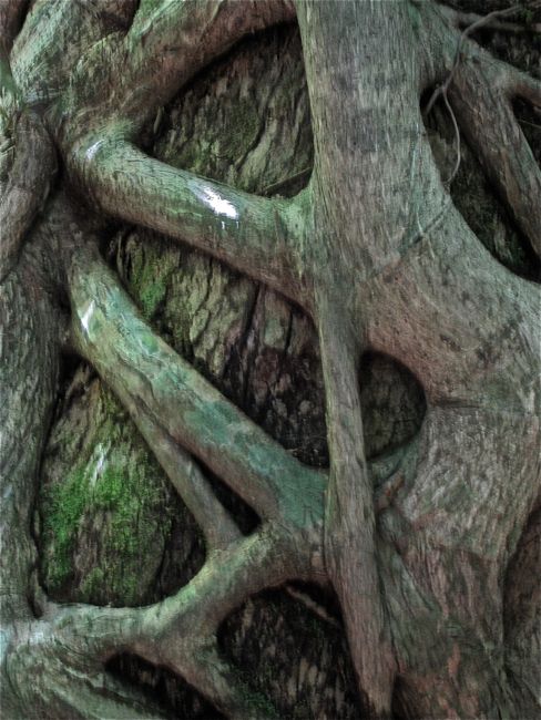 monteverde - cloud forest