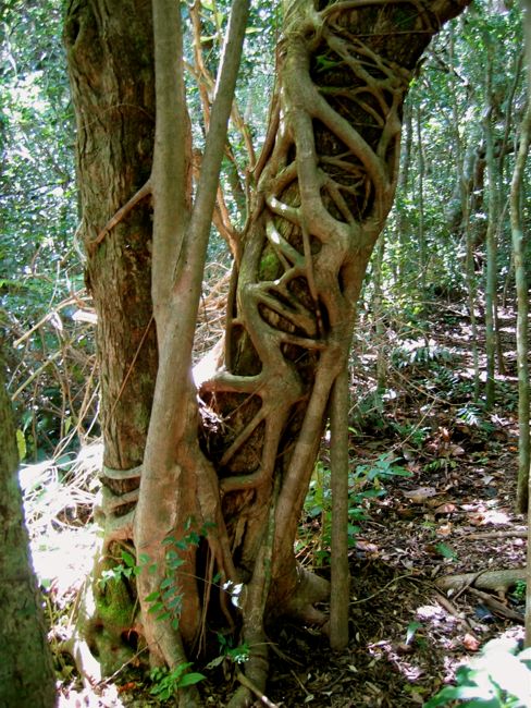 monteverde - cloud forest