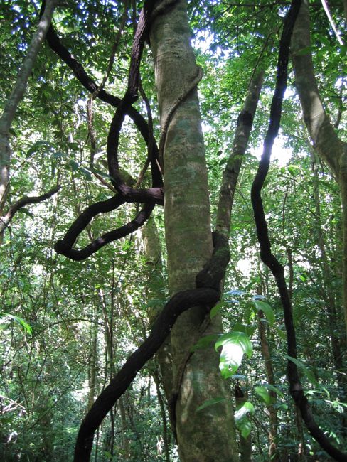 monteverde - cloud forest