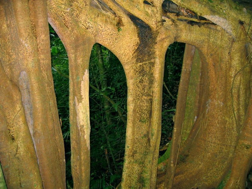 monteverde - cloud forest