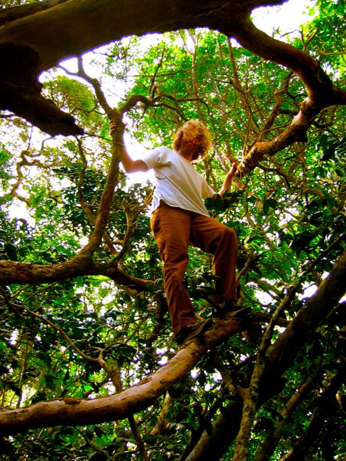 monteverde - cloud forest