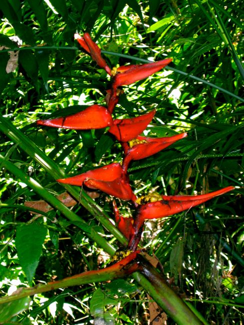 monteverde - cloud forest