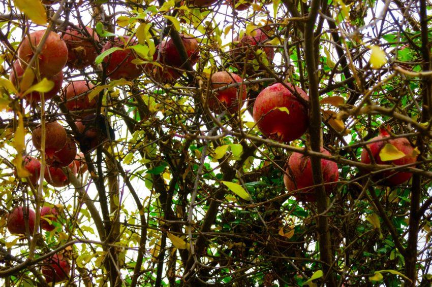 mountain village: vavla