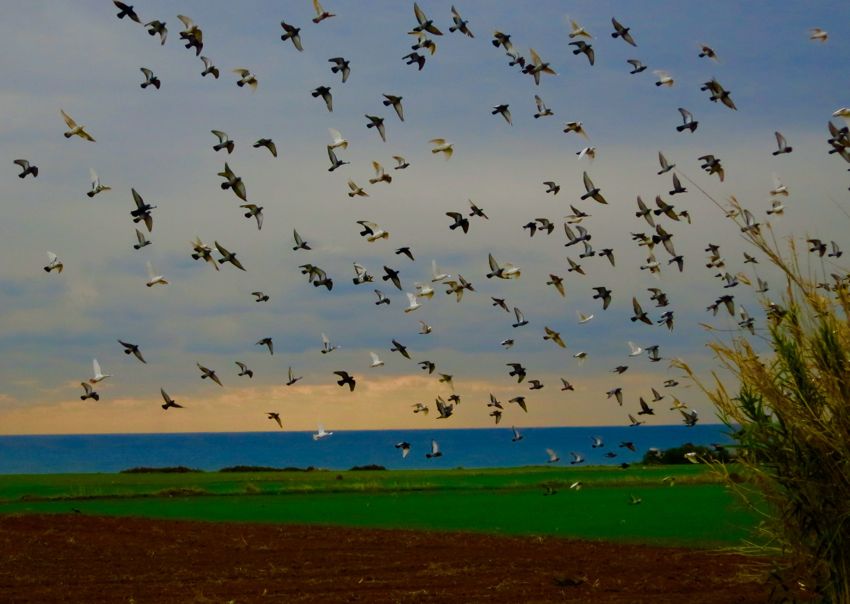 coast west of larnaka