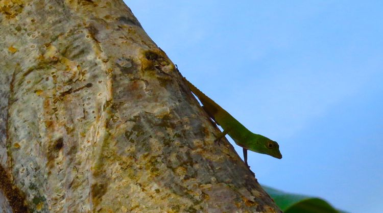 peninsula samana - las galeras