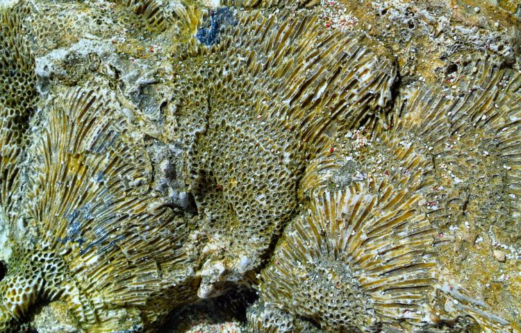 peninsula samana - playa fronton