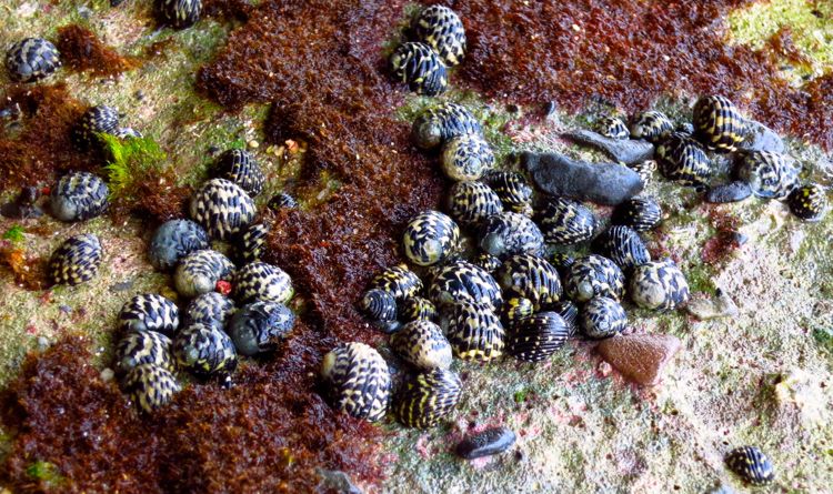 peninsula samana - playa fronton