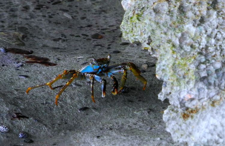 peninsula samana - playa fronton