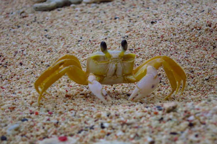 peninsula samana - playa fronton