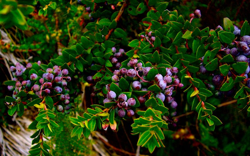 fruits around laguna cuicocha