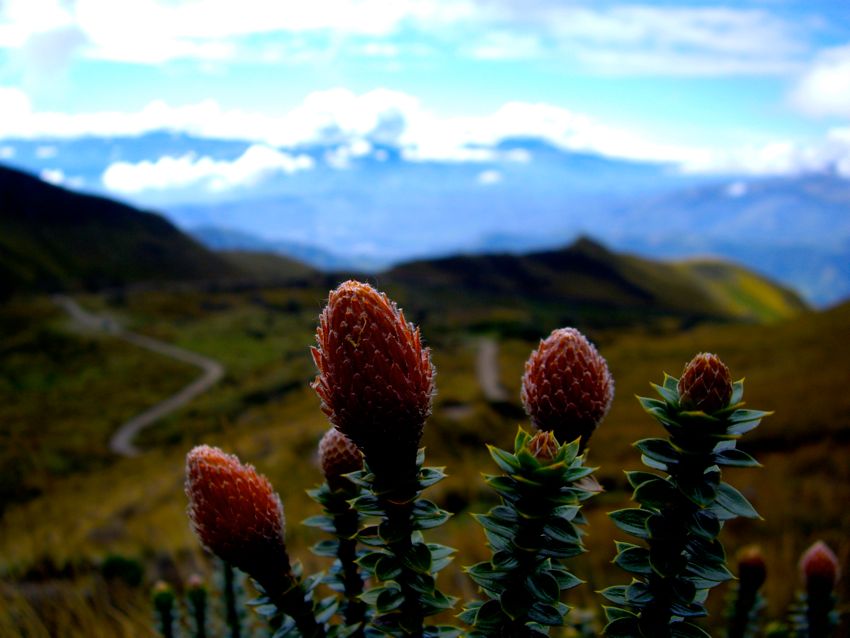 mountain road around quito