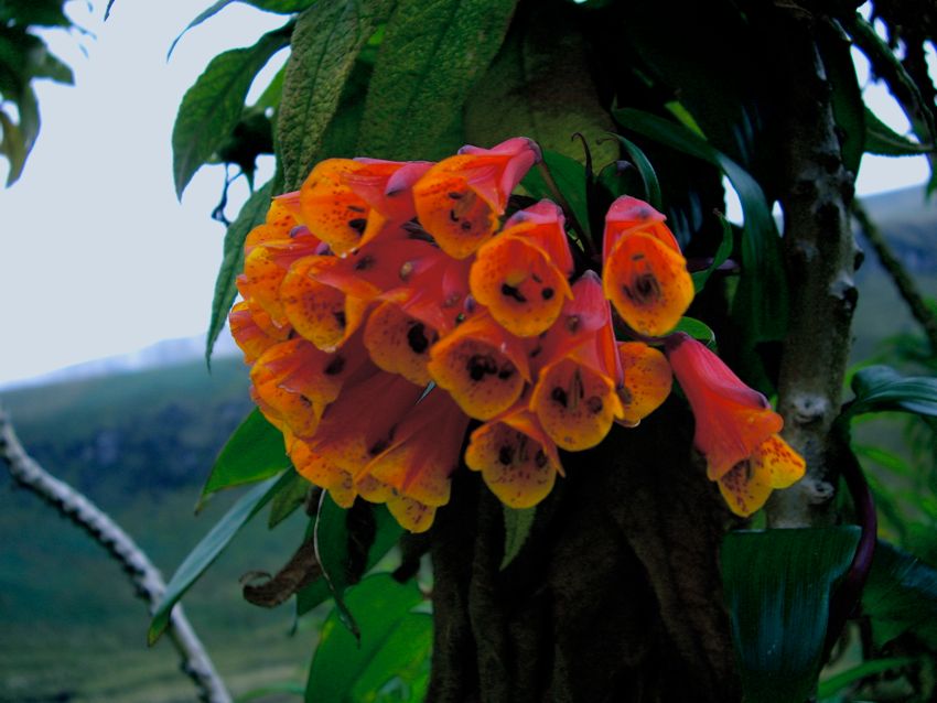 mountain road near quito